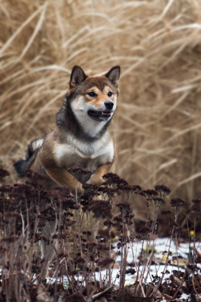 Shiba Inu springt, Hundefotografie Magdeburg